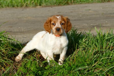 Les chiots de Epagneul Breton