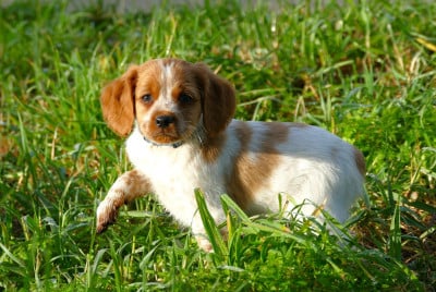 Les chiots de Epagneul Breton
