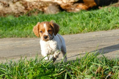 Les chiots de Epagneul Breton