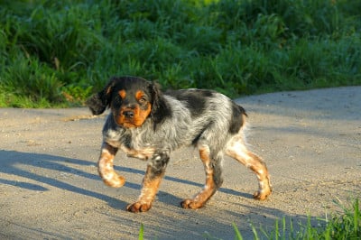 Les chiots de Epagneul Breton