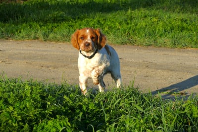 Les chiots de Epagneul Breton