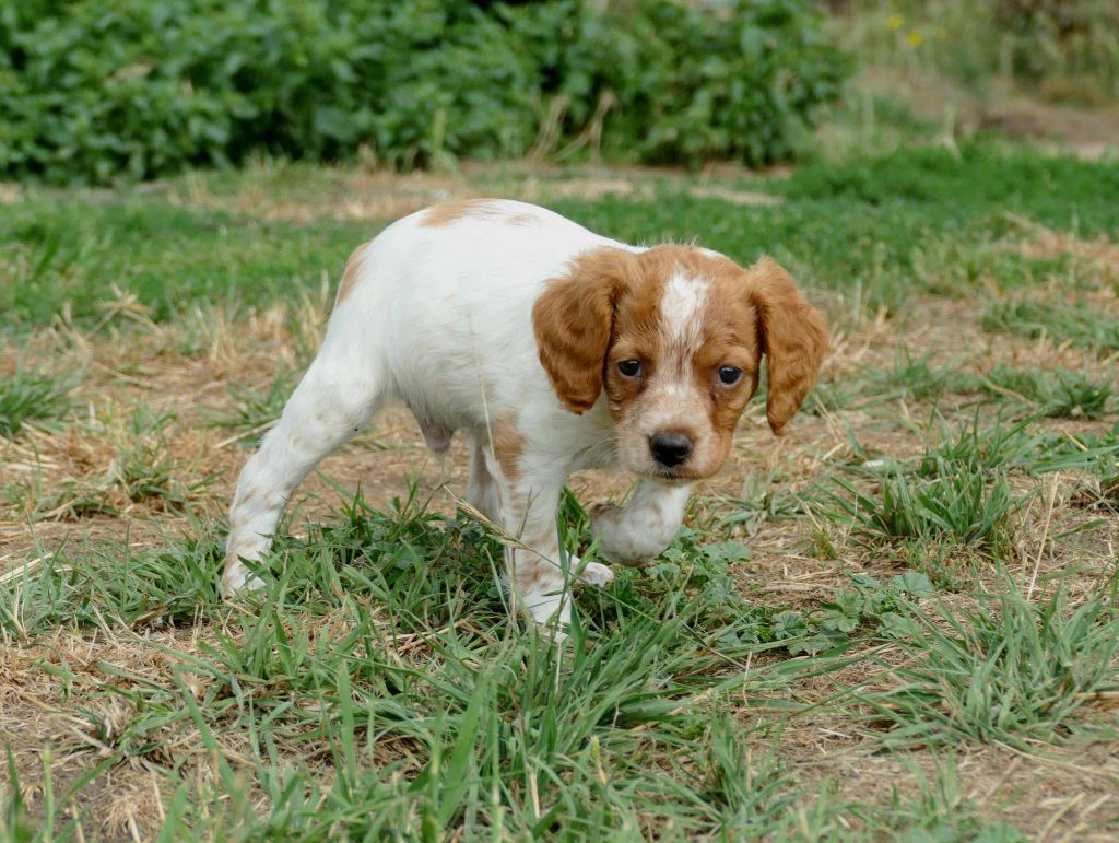 Chiot Epagneul Breton - Collier Blanc Du Bois Aux Paons