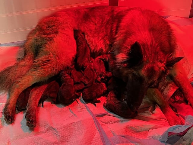 Chiot Berger Belge