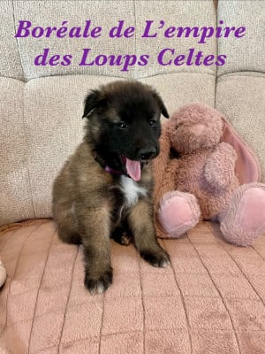 Les chiots de Berger Belge