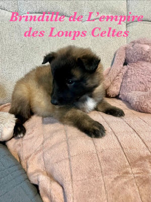 Les chiots de Berger Belge