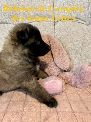 Les chiots de Berger Belge