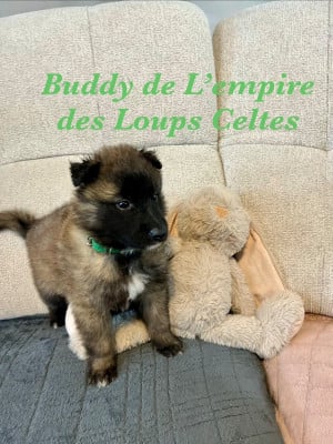 Les chiots de Berger Belge