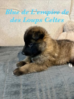 Les chiots de Berger Belge