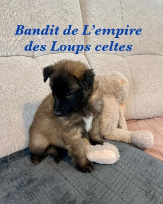Les chiots de Berger Belge