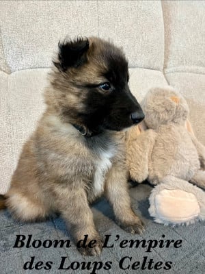 Les chiots de Berger Belge