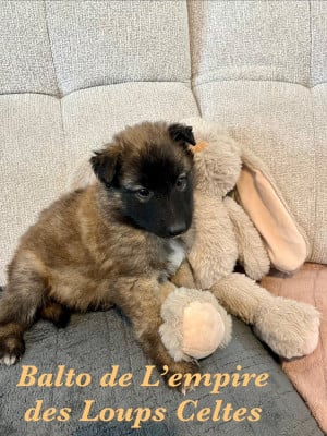 Les chiots de Berger Belge