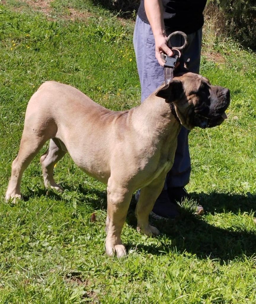 El Véhêmach' Uraccan