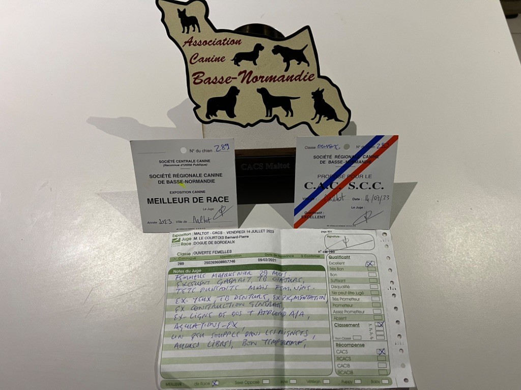 Shado Du Charme Berronais - 1ère Excellent C.A.C.S Meilleur de race