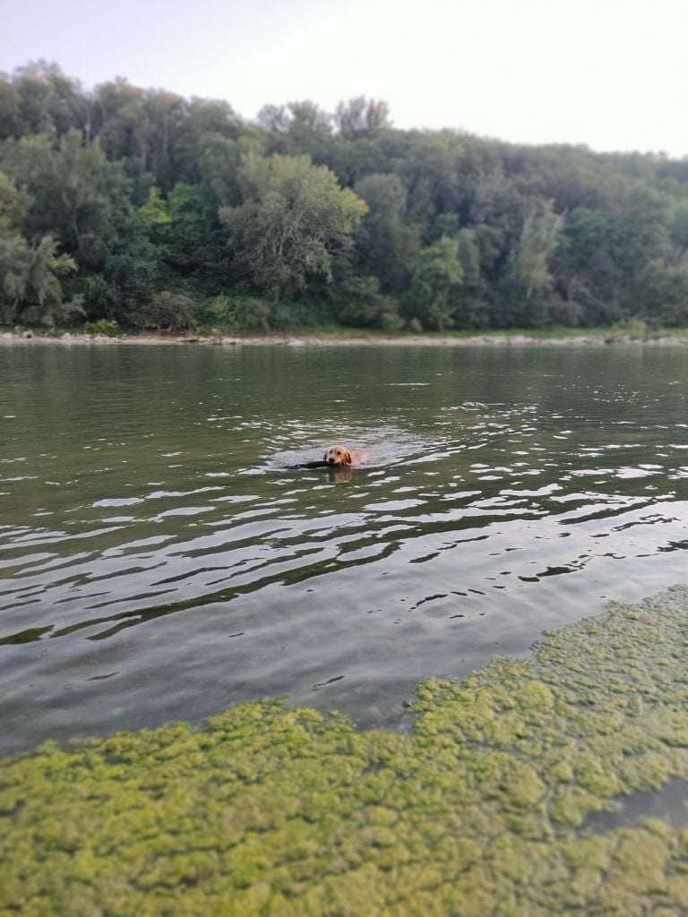 Polka Des Lisières D'Arraga