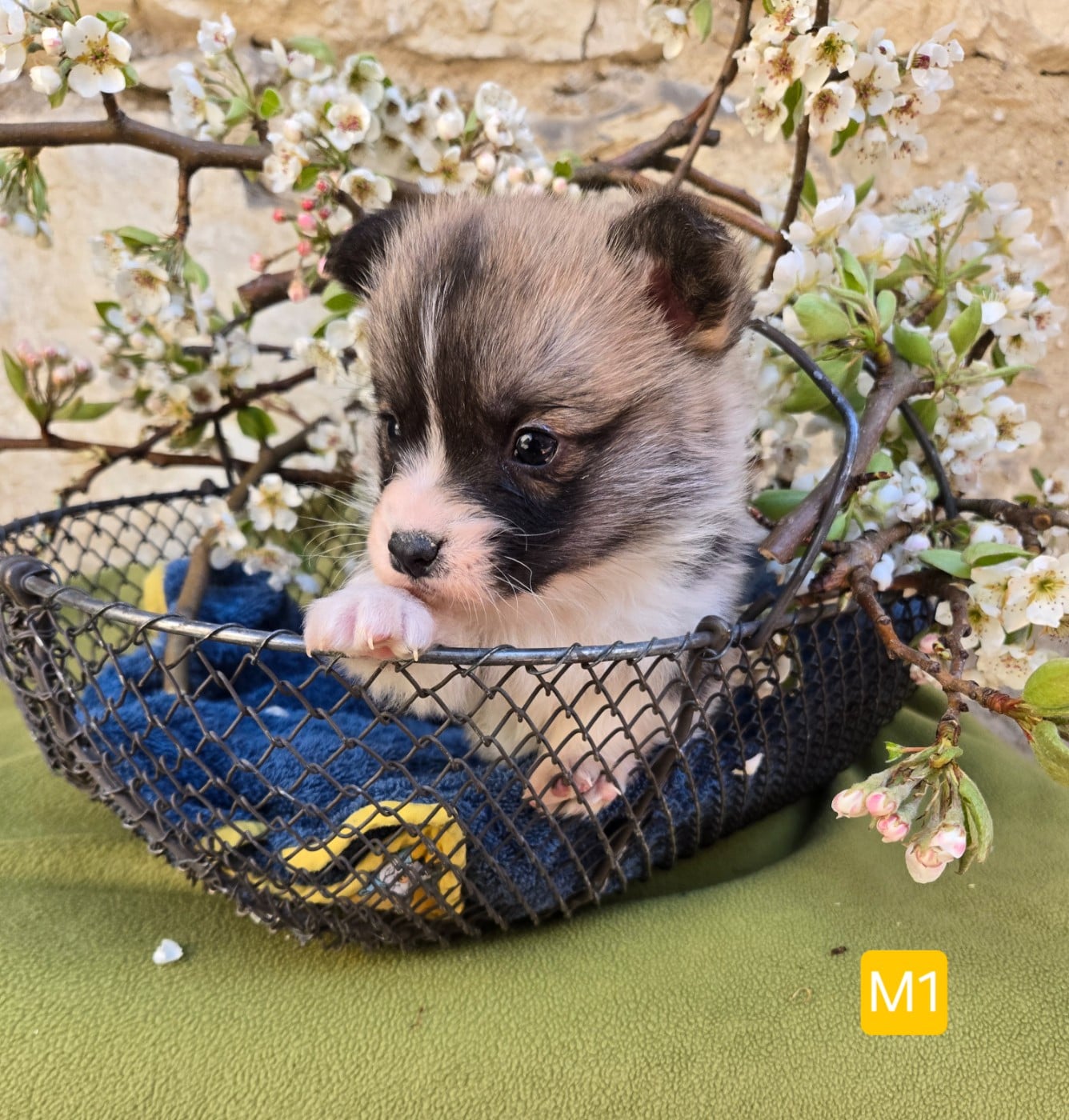 Welsh Corgi Pembroke - Domaine Du Mont Tournier