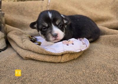 Les chiots de Welsh Corgi Pembroke