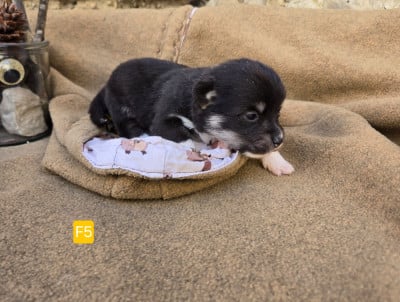 Les chiots de Welsh Corgi Pembroke