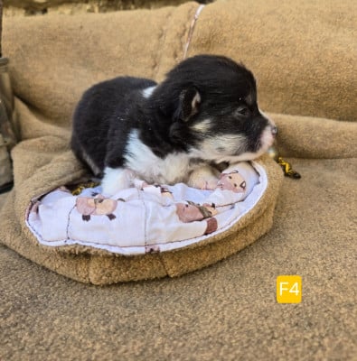 Les chiots de Welsh Corgi Pembroke