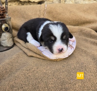 Les chiots de Welsh Corgi Pembroke