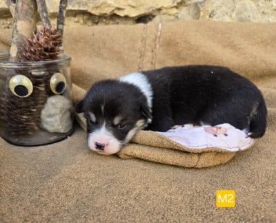 Les chiots de Welsh Corgi Pembroke