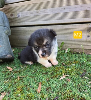 Les chiots de Welsh Corgi Pembroke