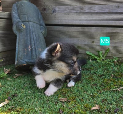 Les chiots de Welsh Corgi Pembroke