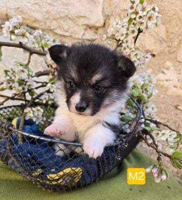 Les chiots de Welsh Corgi Pembroke