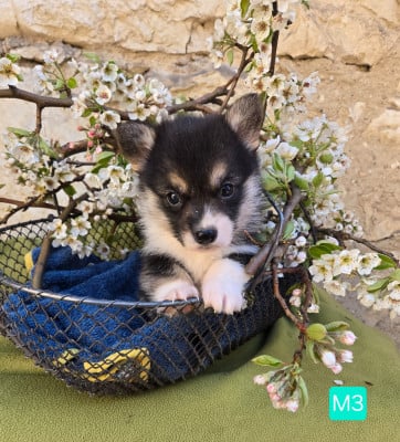 Les chiots de Welsh Corgi Pembroke