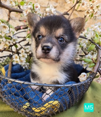 Les chiots de Welsh Corgi Pembroke