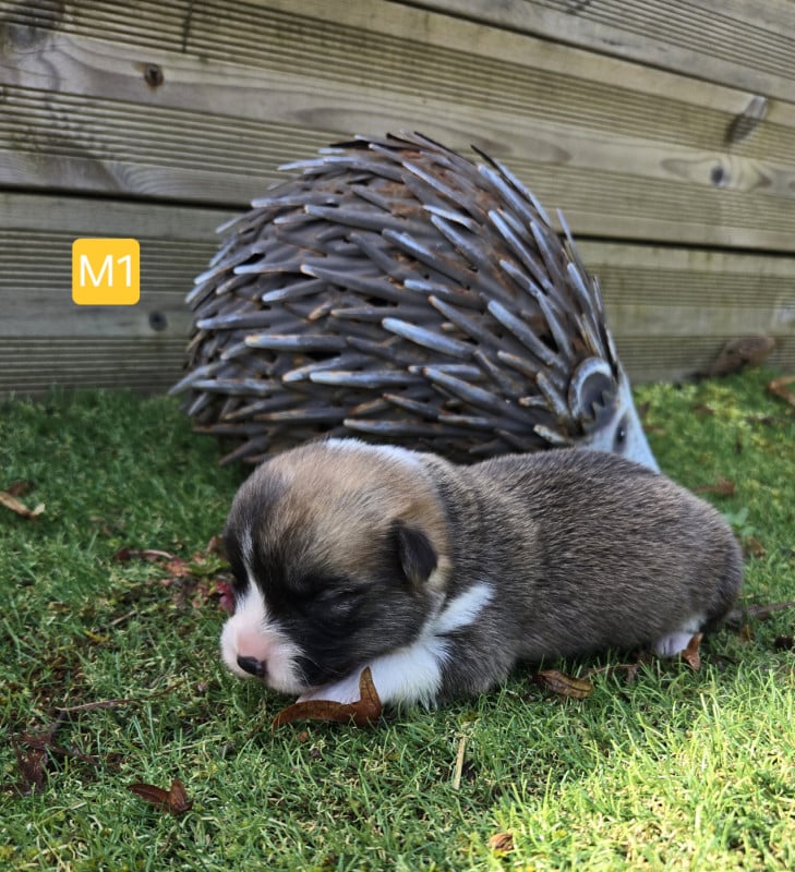 Welsh Corgi Pembroke - Domaine Du Mont Tournier