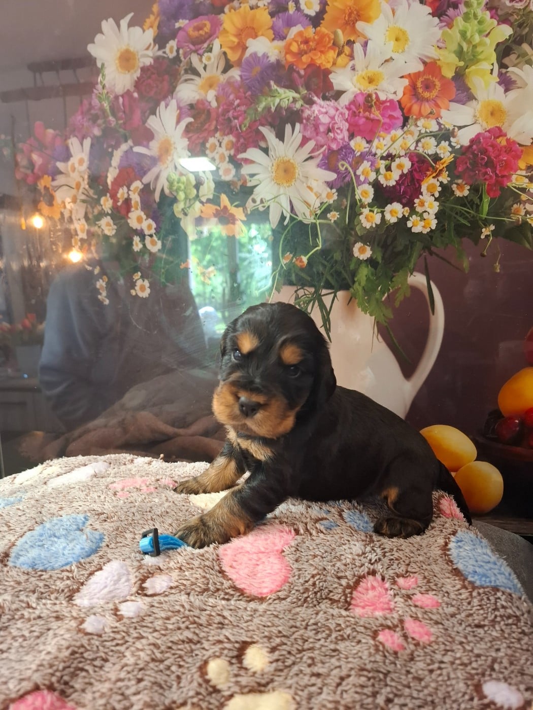 Cocker Spaniel Anglais - Du Domaine Des Robertaines