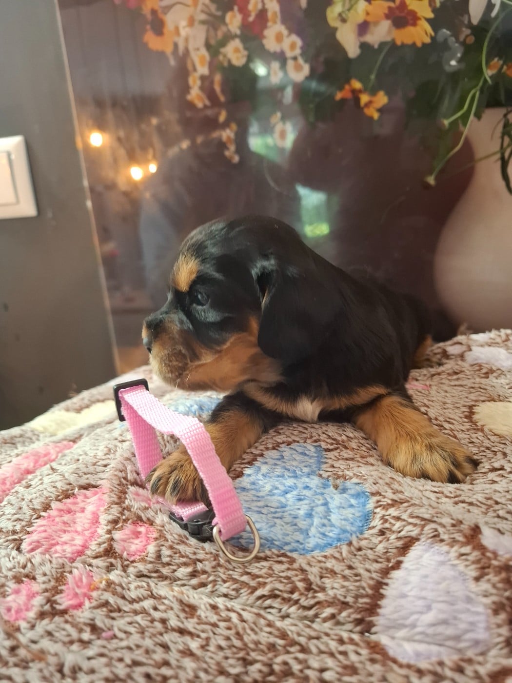 Chiot N°3 - Cocker Spaniel Anglais