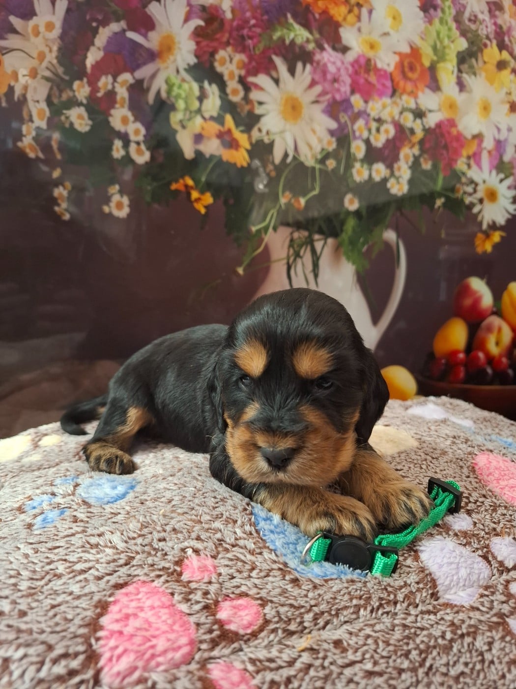 Chiot N°2 - Cocker Spaniel Anglais