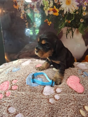 Chiot N°1 - Cocker Spaniel Anglais