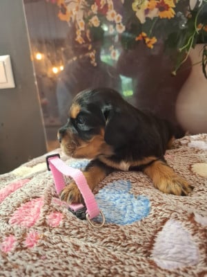 Chiot N°3 - Cocker Spaniel Anglais