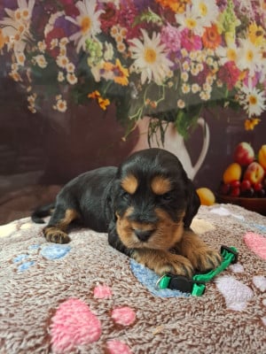 Chiot N°2 - Cocker Spaniel Anglais