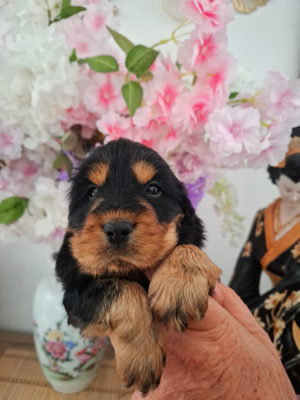 Les chiots de Cocker Spaniel Anglais
