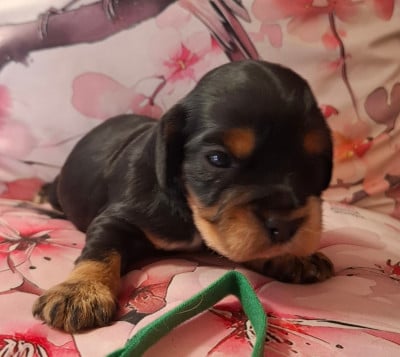 Les chiots de Cocker Spaniel Anglais