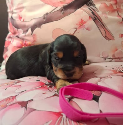 Les chiots de Cocker Spaniel Anglais