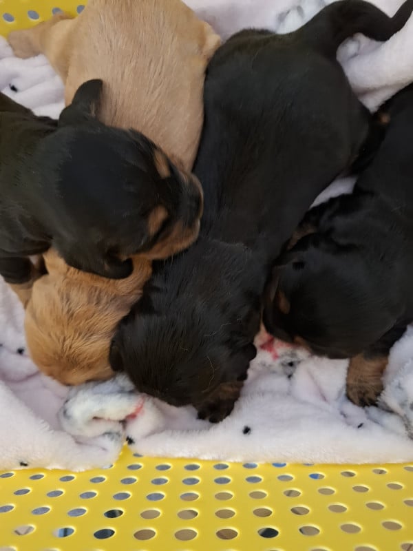 Cocker Spaniel Anglais - Du Domaine Des Robertaines