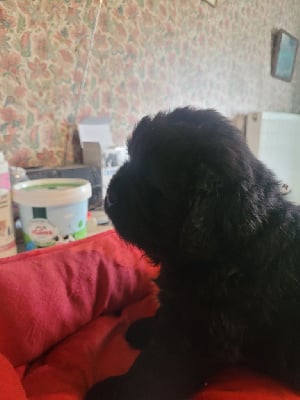 Les chiots de Terre-neuve