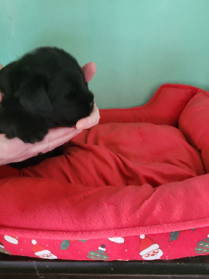 Les chiots de Terre-neuve