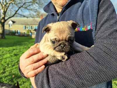 Les chiots de Carlin