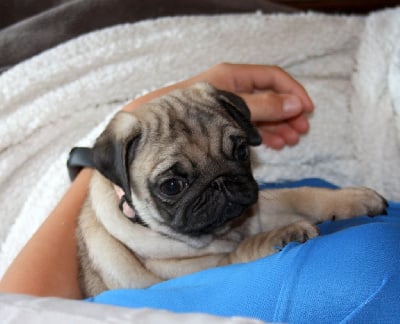 Les chiots de Carlin