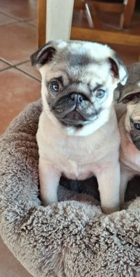 Les chiots de Carlin