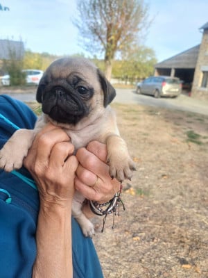 Les chiots de Carlin