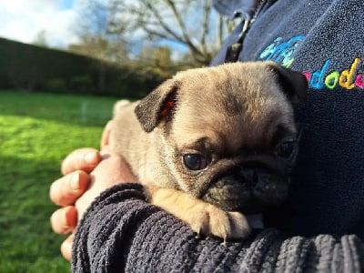 Les chiots de Carlin