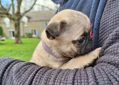Les chiots de Carlin
