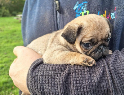 Les chiots de Carlin