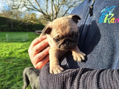 Les chiots de Carlin